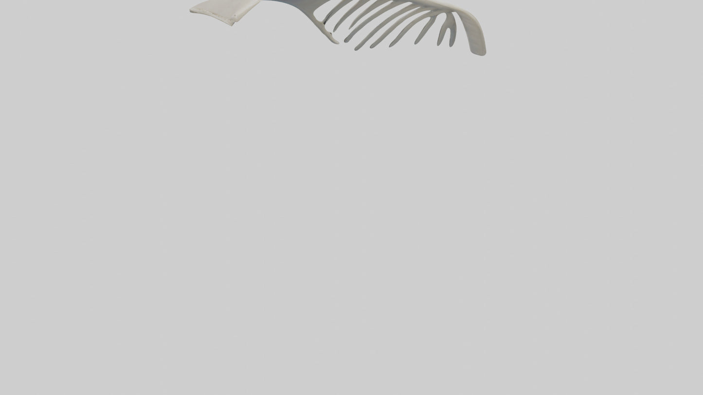 Dolphin Fin Skeleton model 3D model