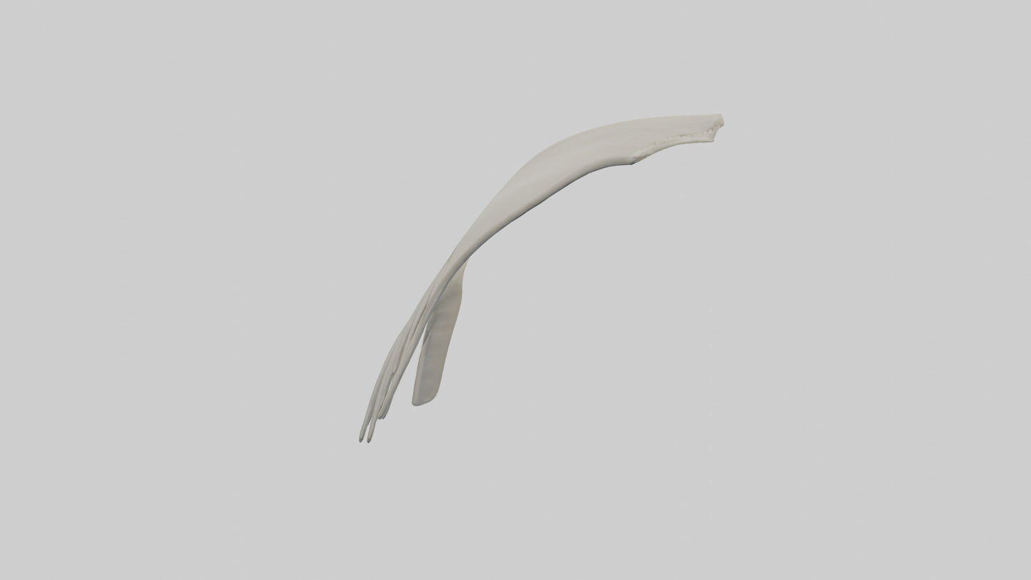 Dolphin Fin Skeleton model 3D model