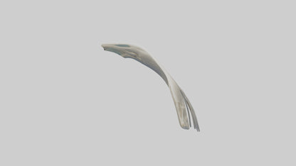 Dolphin Fin Skeleton model 3D model