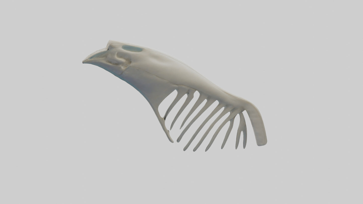 Dolphin Fin Skeleton model 3D model