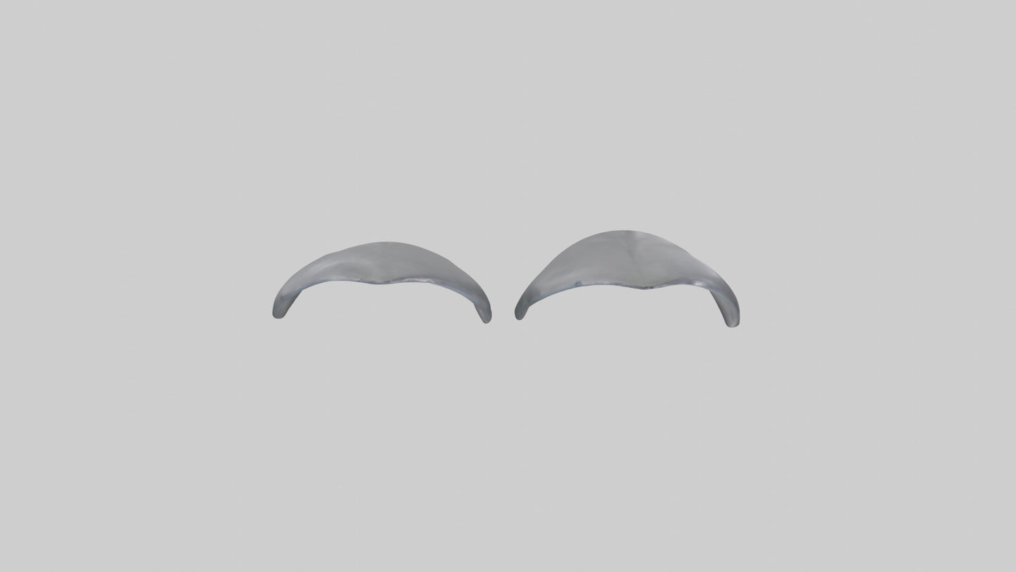 Dolphin Flippers 3D model