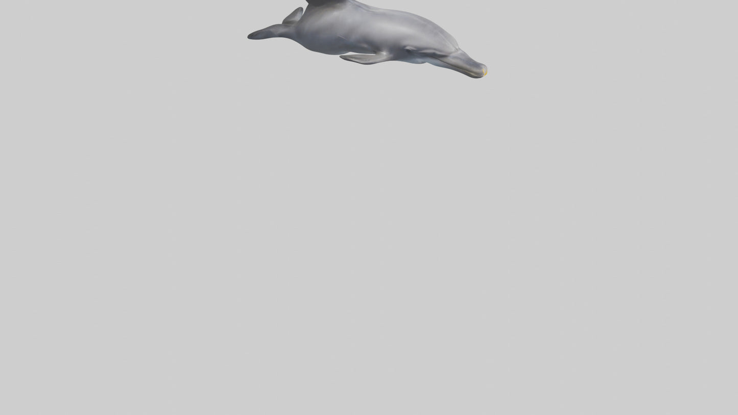 3D model Dolphin Fluke VR / AR / low-poly