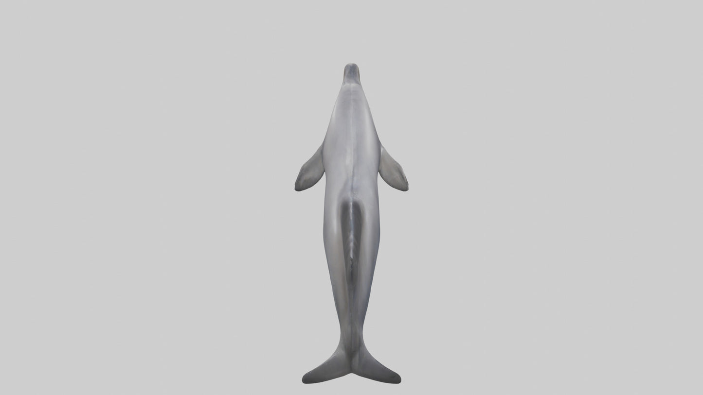 3D model Dolphin Fluke VR / AR / low-poly
