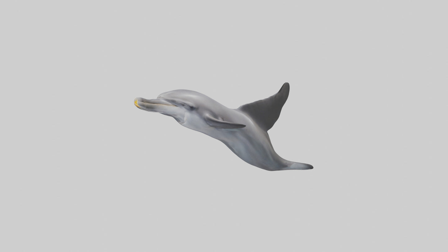 3D model Dolphin Fluke VR / AR / low-poly