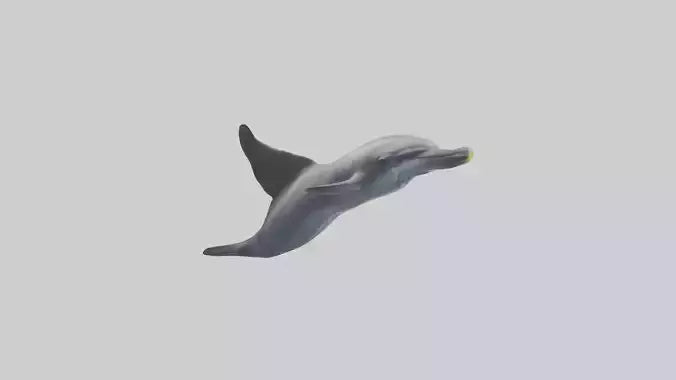 3D model Dolphin Fluke VR / AR / low-poly