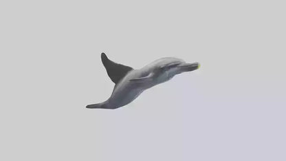 3D model Dolphin Fluke VR / AR / low-poly