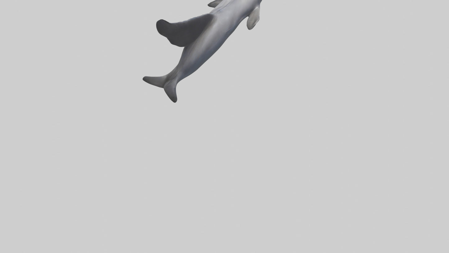 3D model Dolphin Fluke VR / AR / low-poly