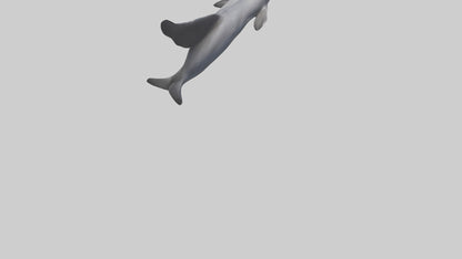 3D model Dolphin Fluke VR / AR / low-poly