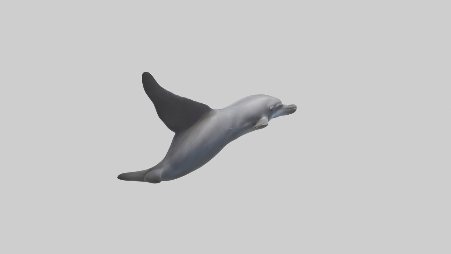 3D model Dolphin Fluke VR / AR / low-poly