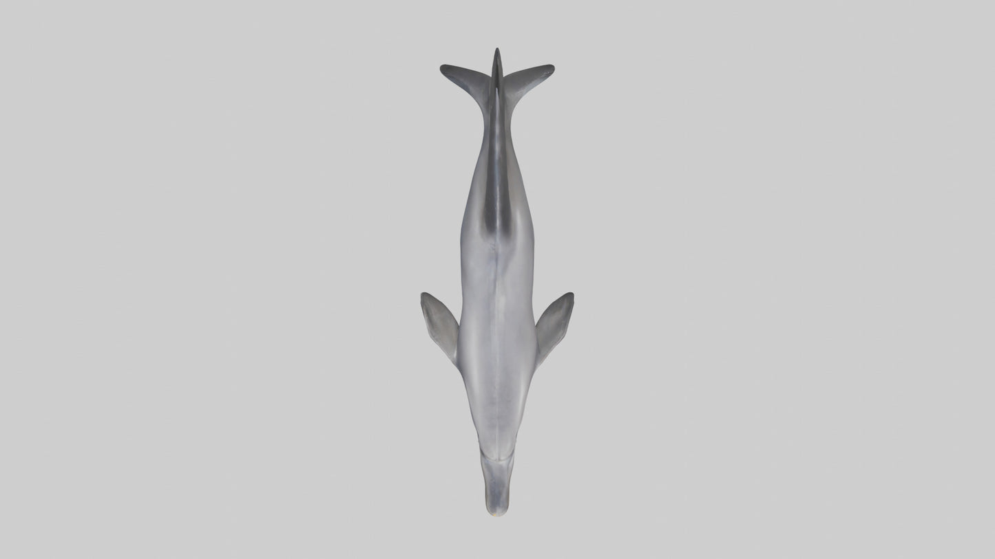 3D model Dolphin Fluke VR / AR / low-poly
