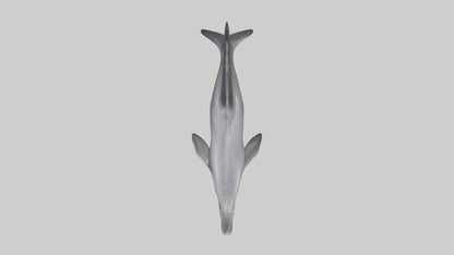 3D model Dolphin Fluke VR / AR / low-poly