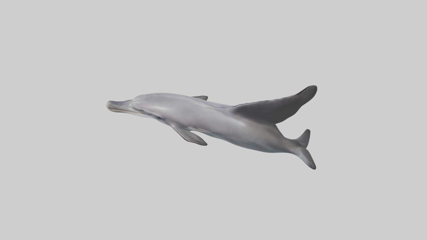 3D model Dolphin Fluke VR / AR / low-poly