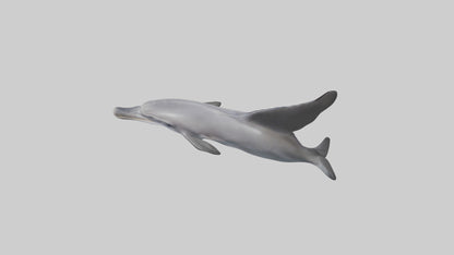 3D model Dolphin Fluke VR / AR / low-poly