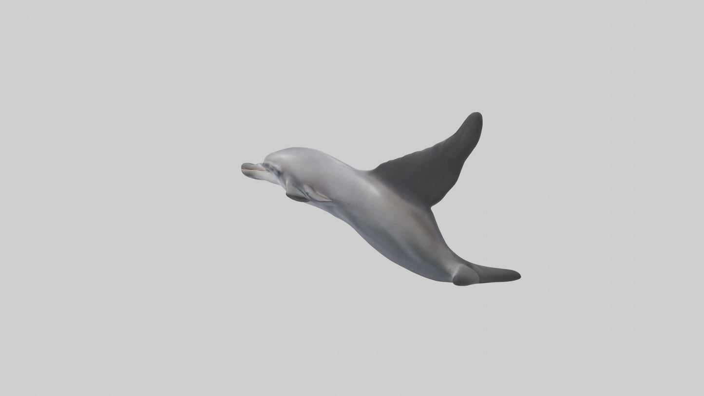 3D model Dolphin Fluke VR / AR / low-poly