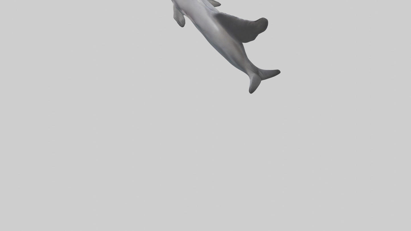 3D model Dolphin Fluke VR / AR / low-poly