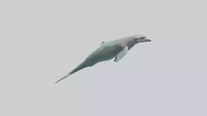 3D model Dolphin leaping model VR / AR / low-poly