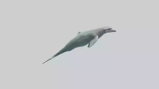 3D model Dolphin leaping model VR / AR / low-poly