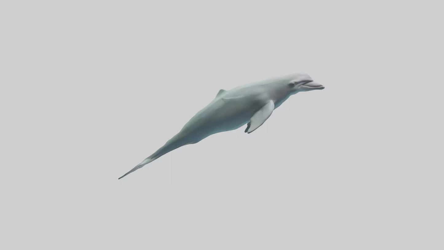 3D model Dolphin leaping model VR / AR / low-poly