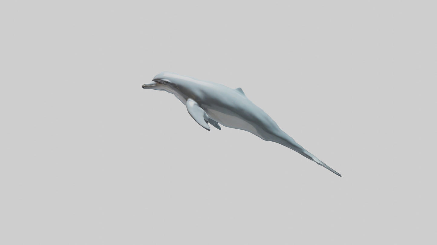 3D model Dolphin leaping model VR / AR / low-poly