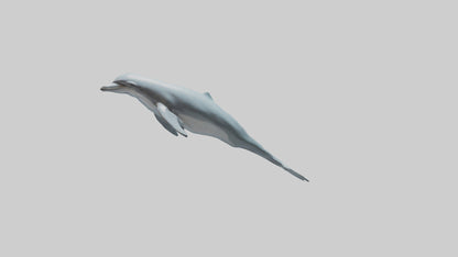 3D model Dolphin leaping model VR / AR / low-poly