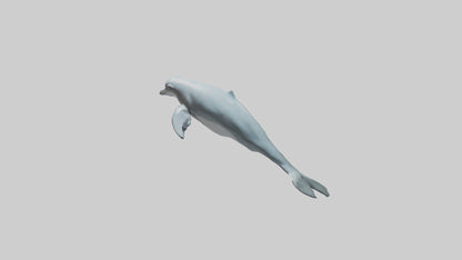 3D model Dolphin leaping model VR / AR / low-poly