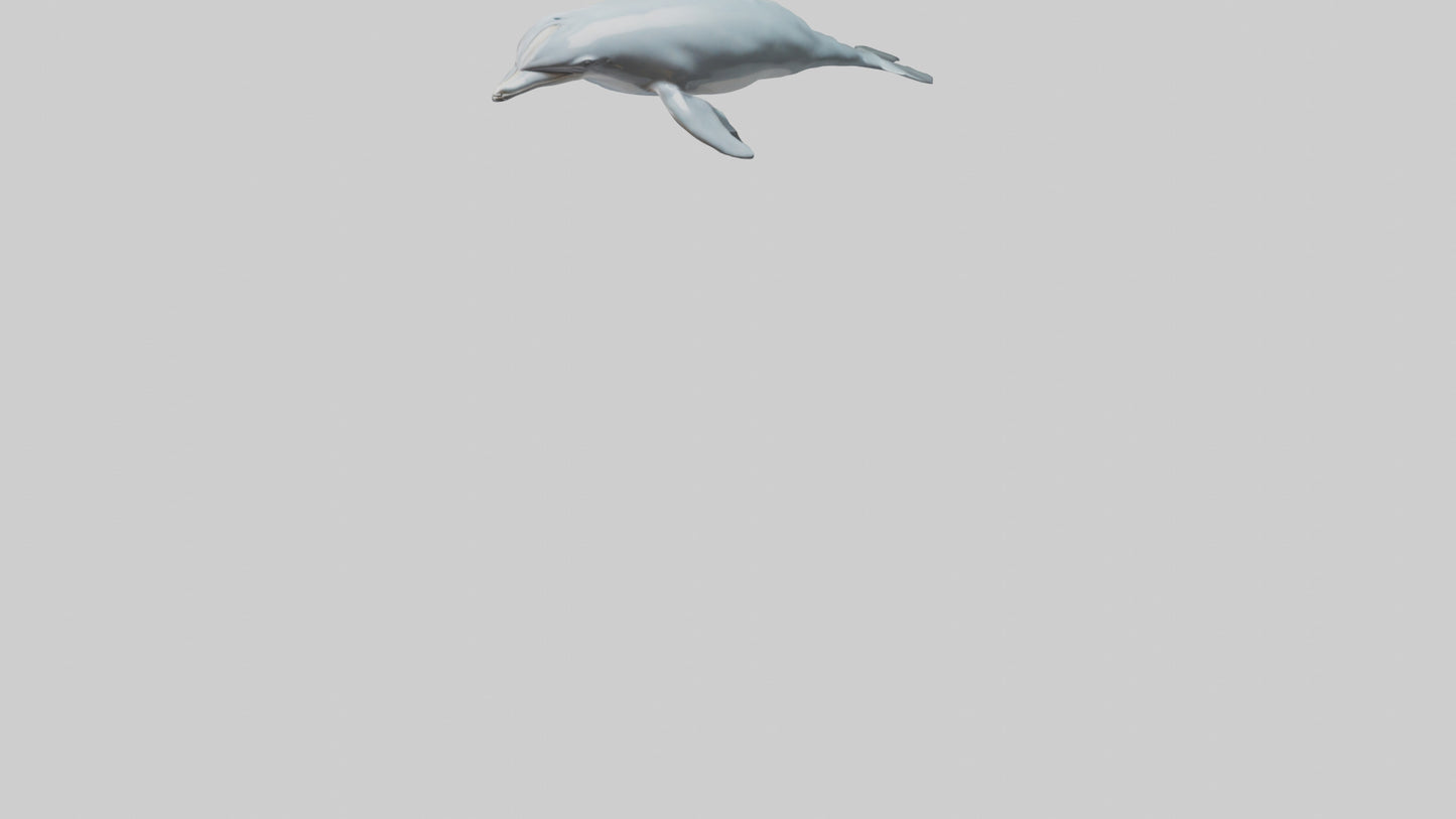 3D model Dolphin leaping model VR / AR / low-poly