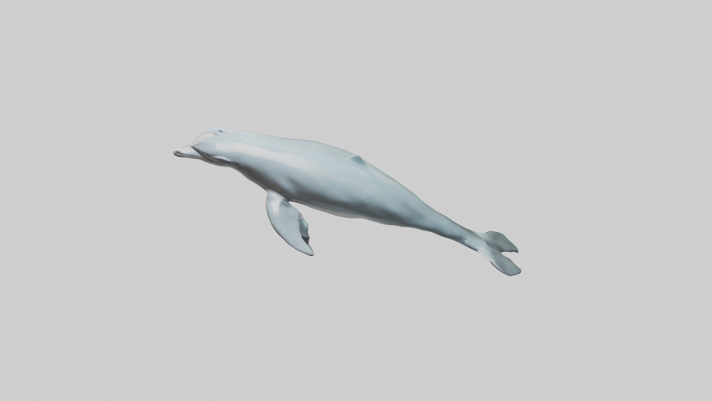 3D model Dolphin leaping model VR / AR / low-poly