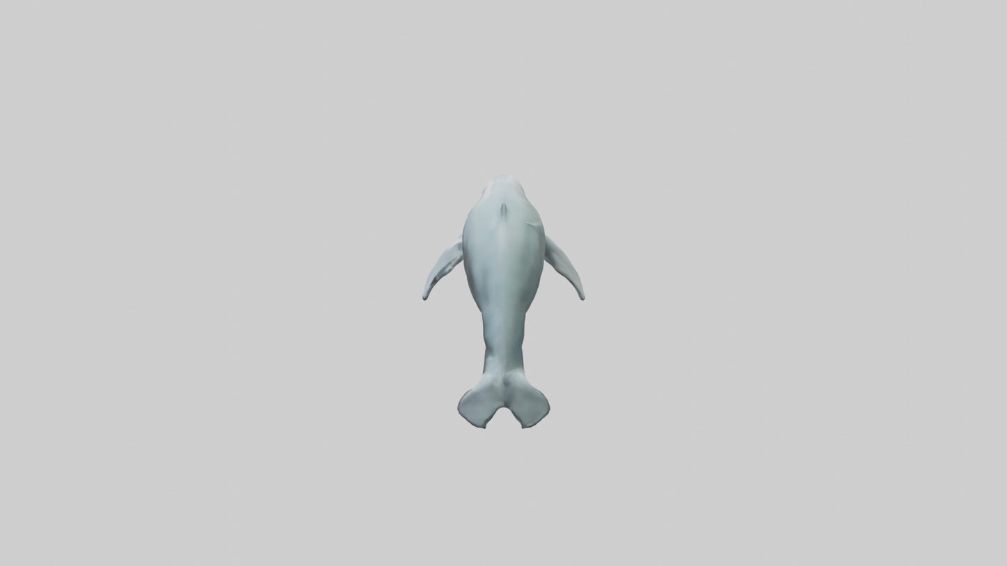 3D model Dolphin leaping model VR / AR / low-poly