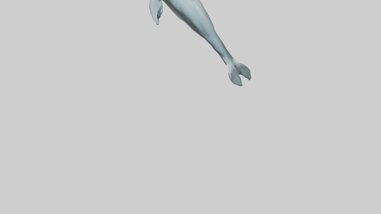 3D model Dolphin leaping model VR / AR / low-poly