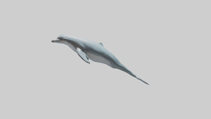 3D model Dolphin leaping model VR / AR / low-poly