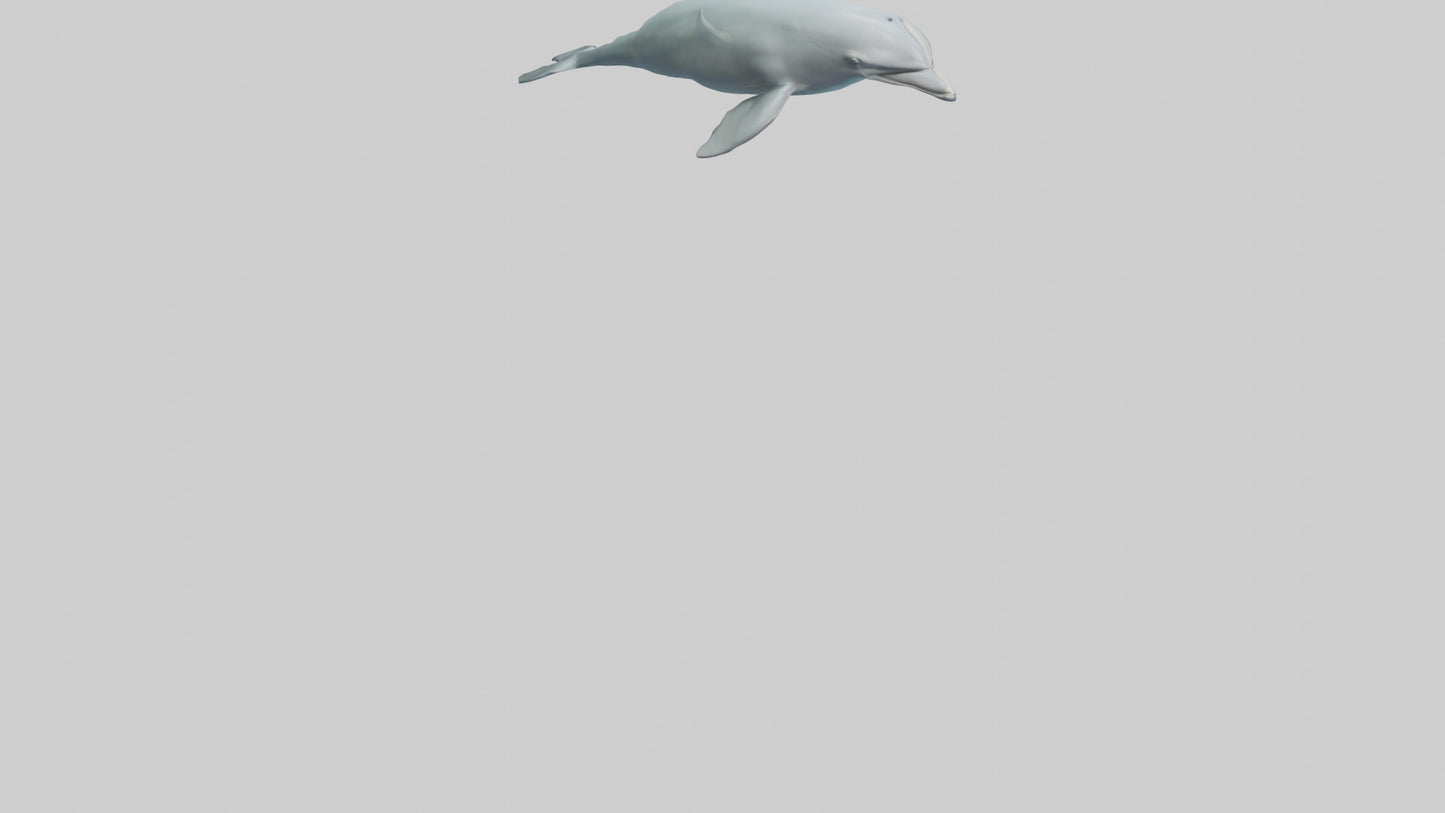 3D model Dolphin leaping model VR / AR / low-poly