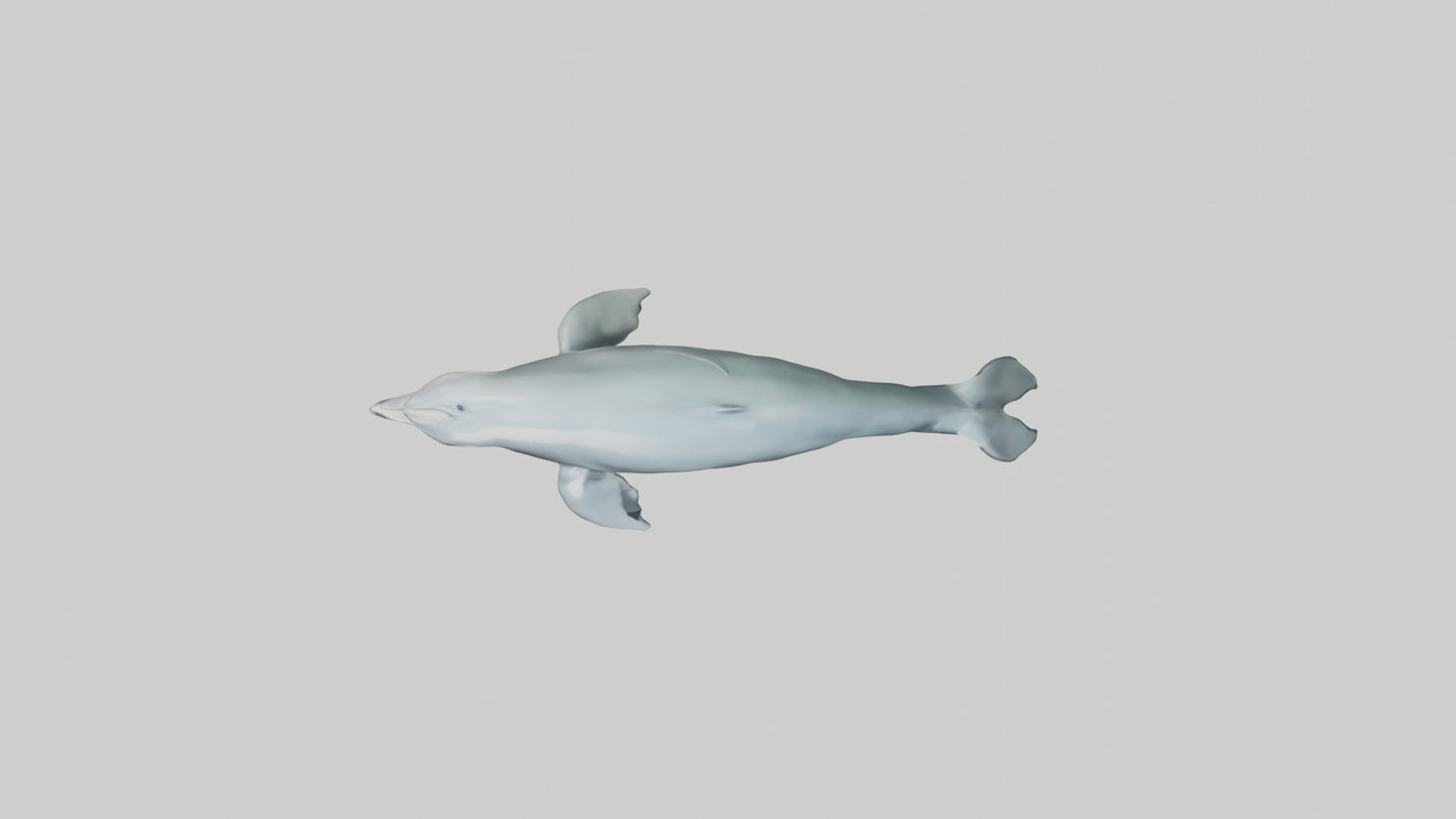 3D model Dolphin leaping model VR / AR / low-poly