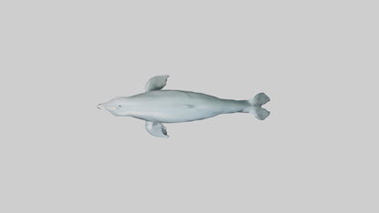 3D model Dolphin leaping model VR / AR / low-poly