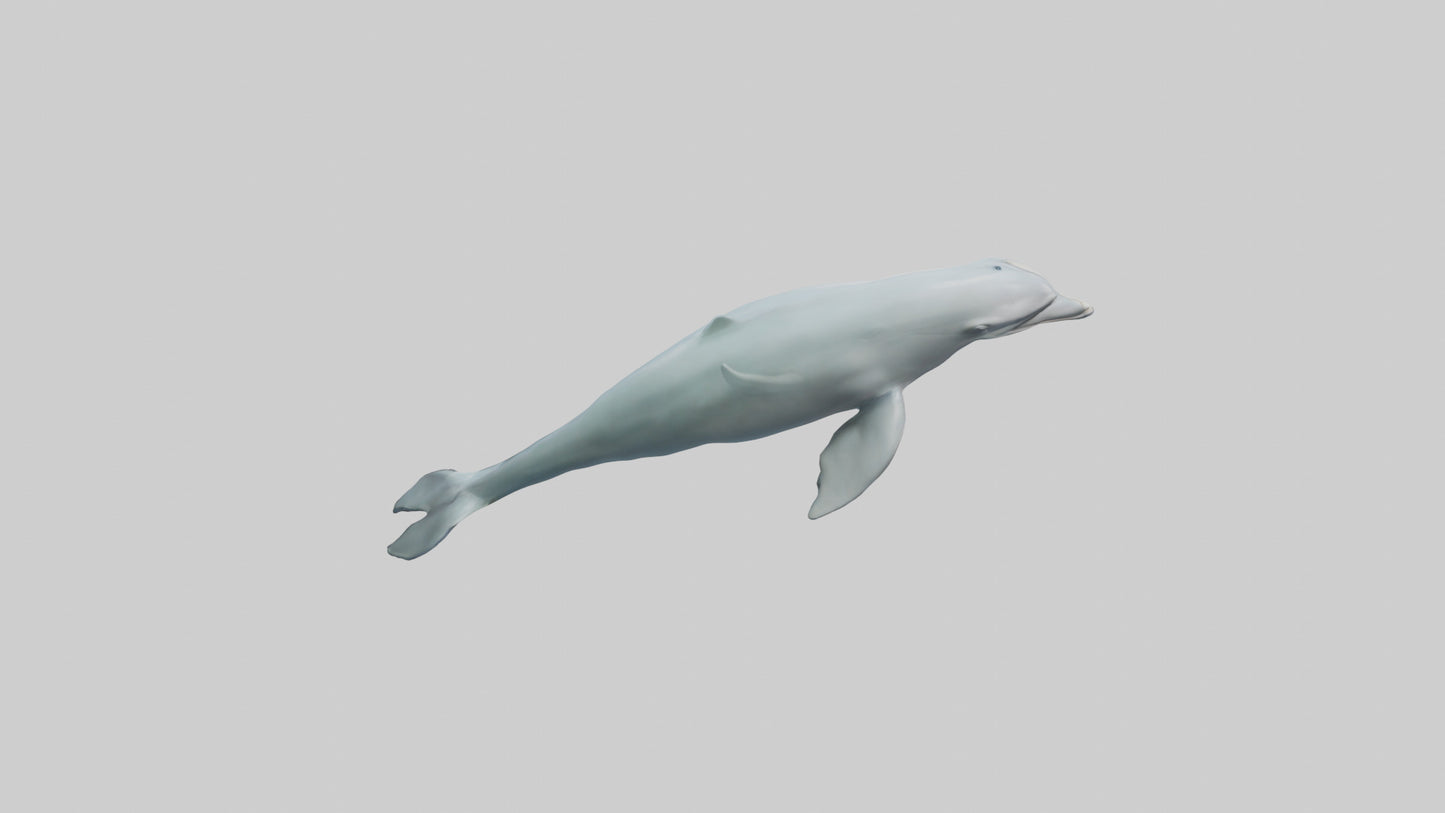 3D model Dolphin leaping model VR / AR / low-poly