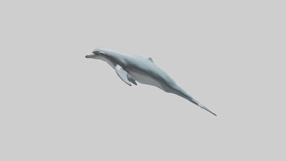 3D model Dolphin leaping model VR / AR / low-poly