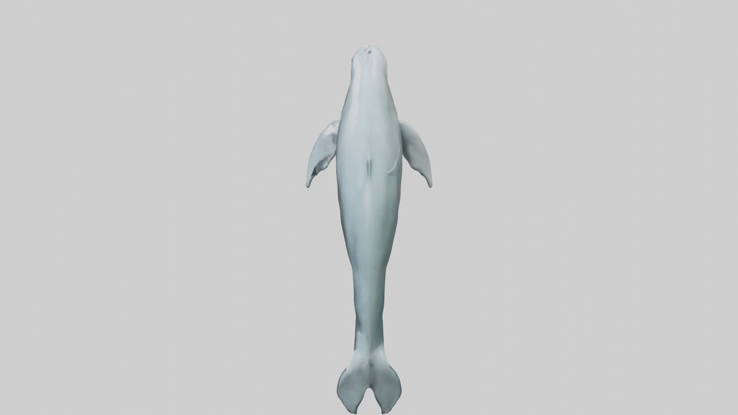 3D model Dolphin leaping model VR / AR / low-poly