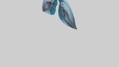 Dolphin Lungs 3D model