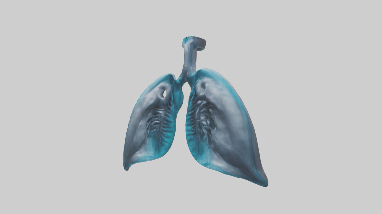 Dolphin Lungs 3D model