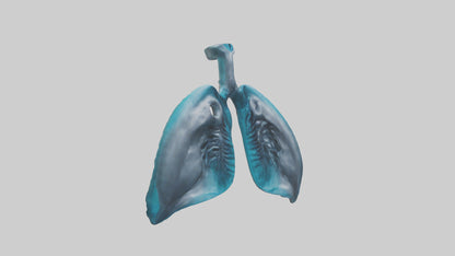 Dolphin Lungs 3D model