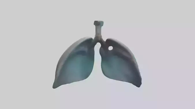 Dolphin Lungs 3D model