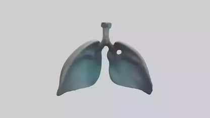 Dolphin Lungs 3D model