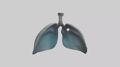 Dolphin Lungs 3D model