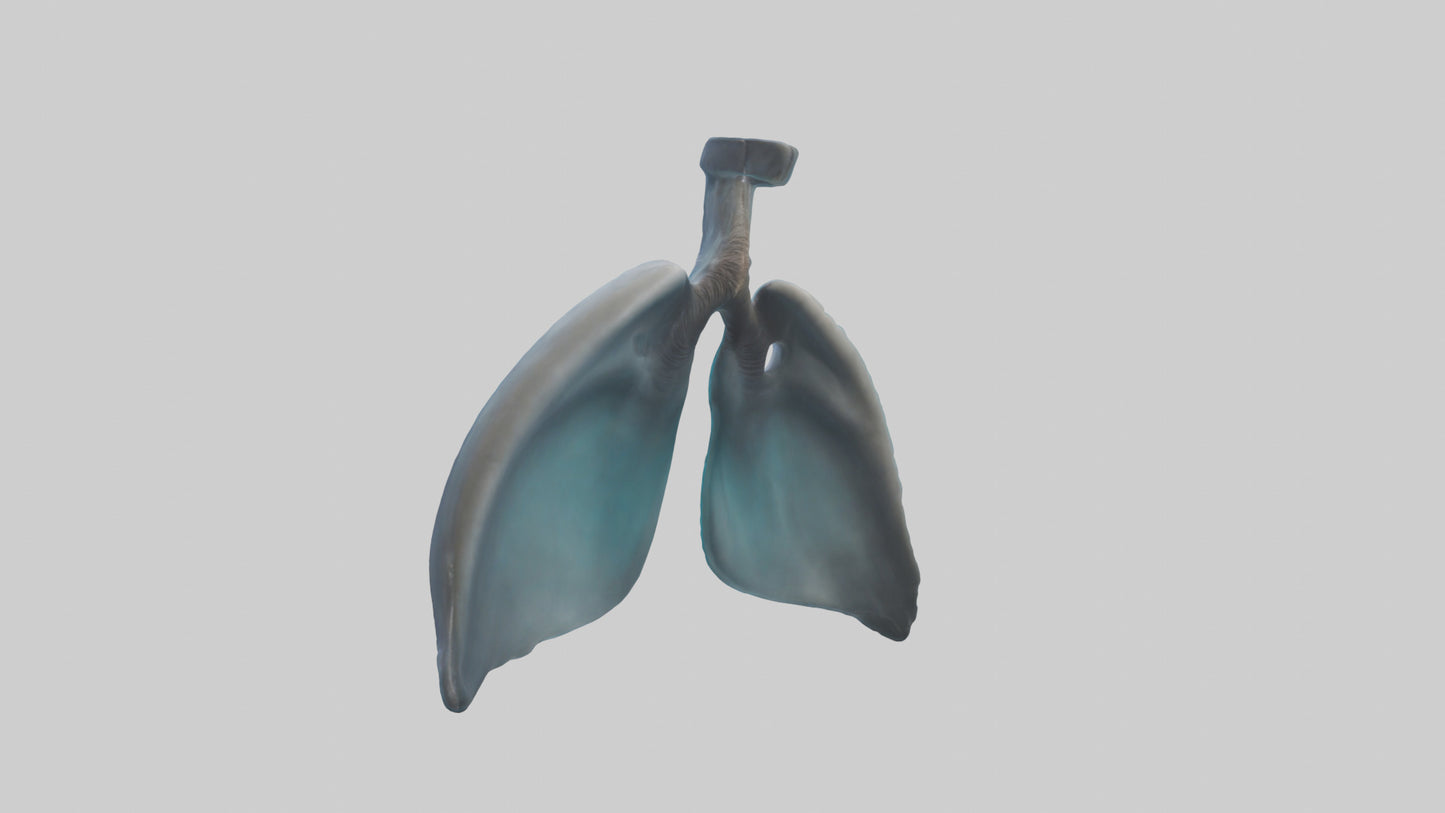 Dolphin Lungs 3D model