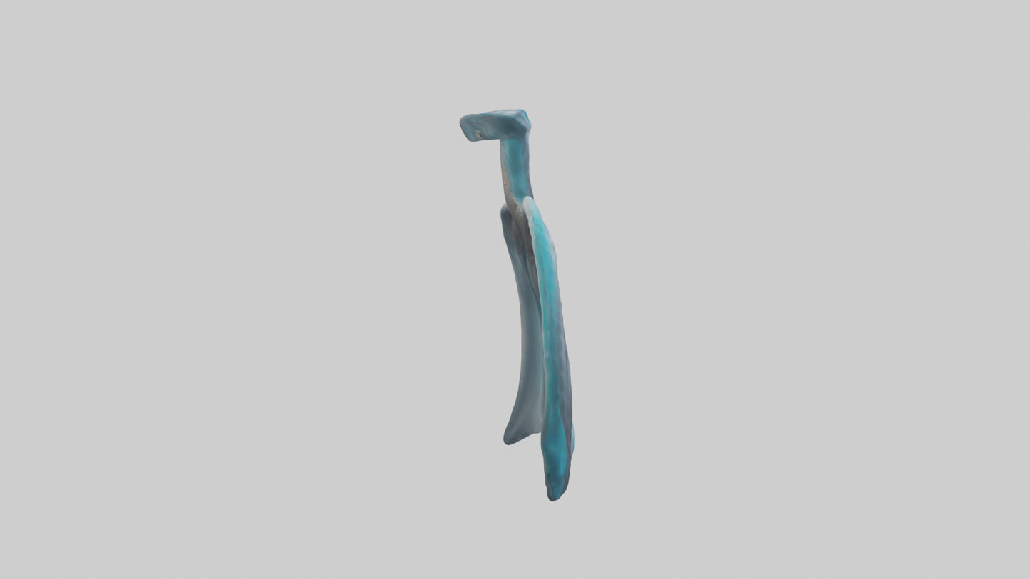 Dolphin Lungs 3D model