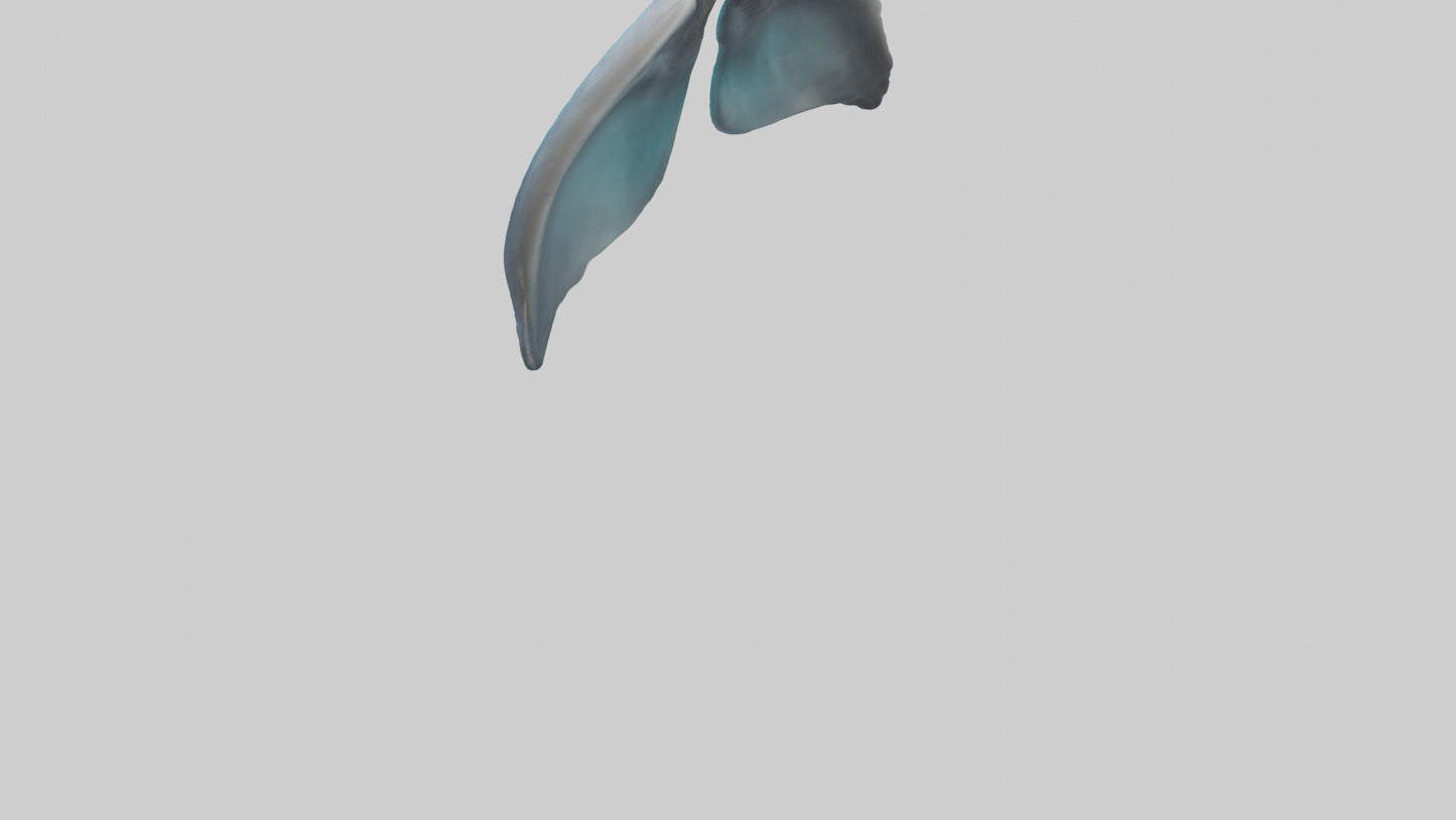 Dolphin Lungs 3D model