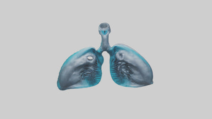 Dolphin Lungs 3D model