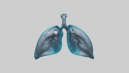 Dolphin Lungs 3D model
