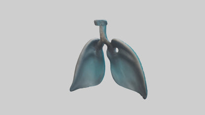 Dolphin Lungs 3D model