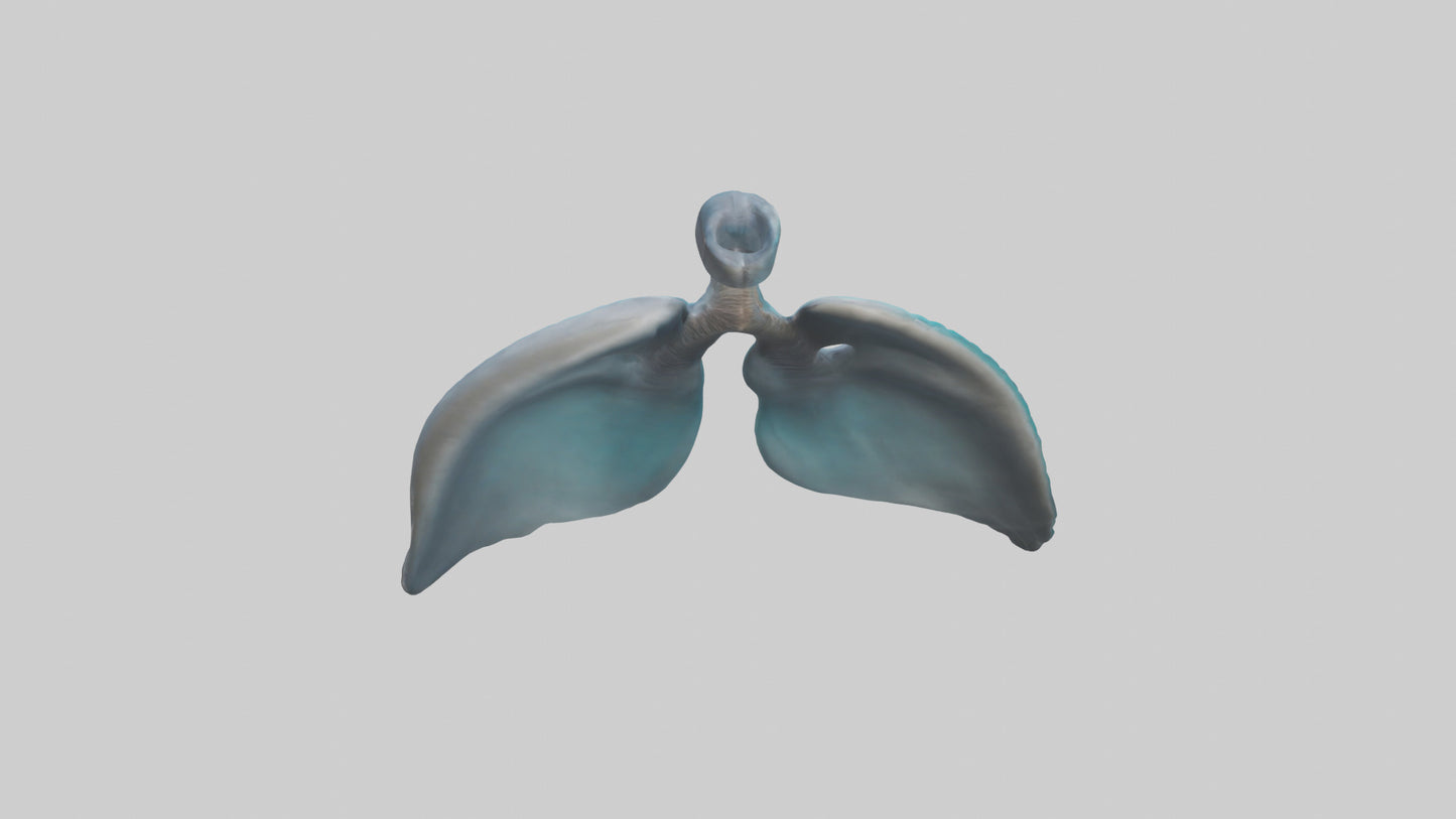 Dolphin Lungs 3D model