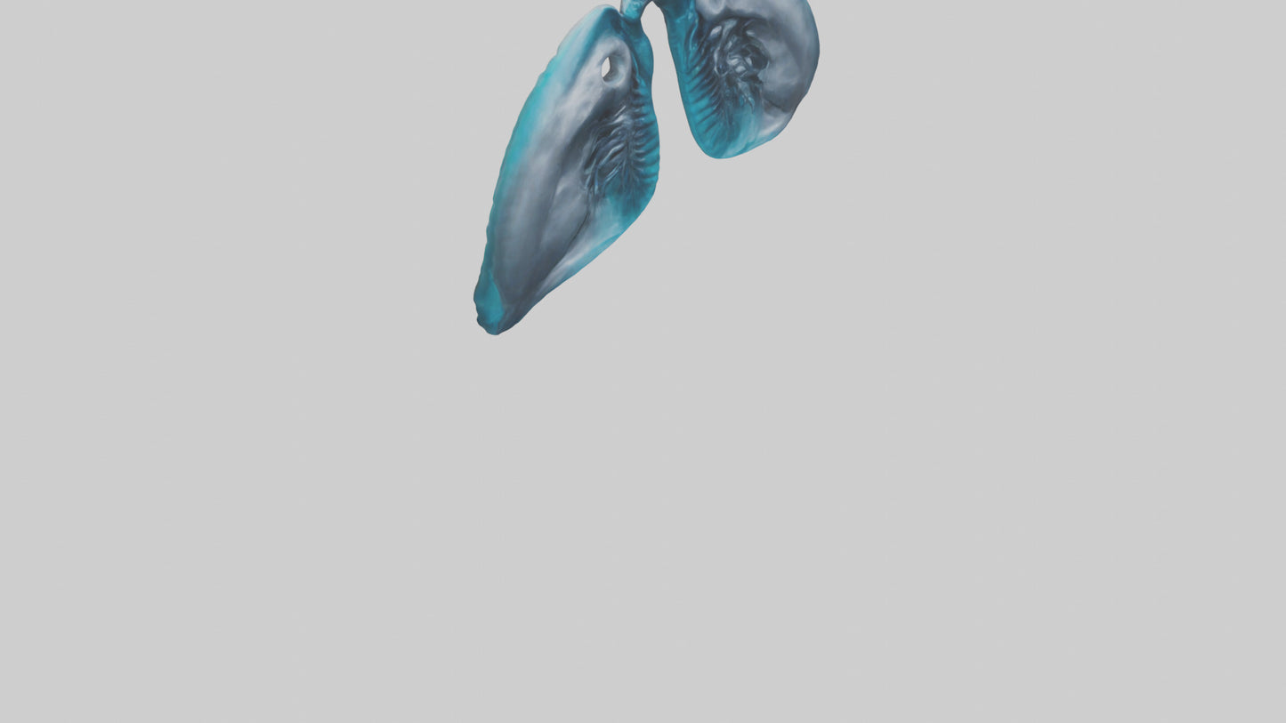 Dolphin Lungs 3D model